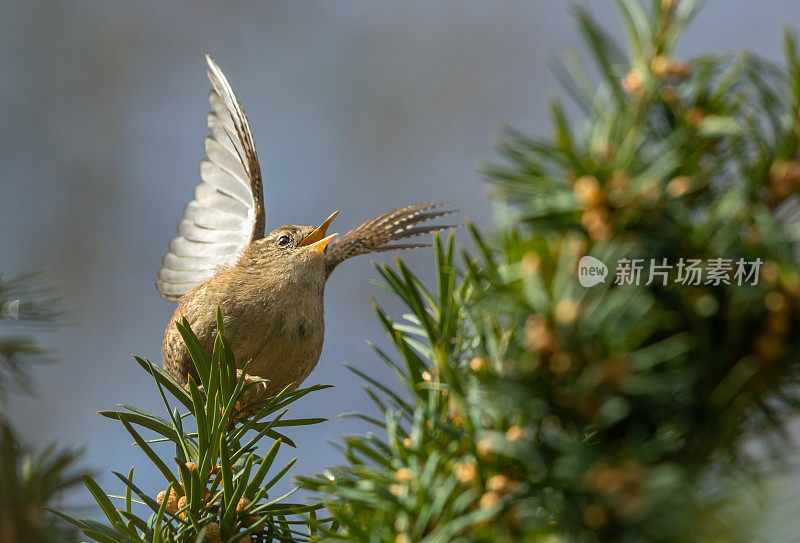 欧洲鹪鹩(Troglodytes Troglodytes)